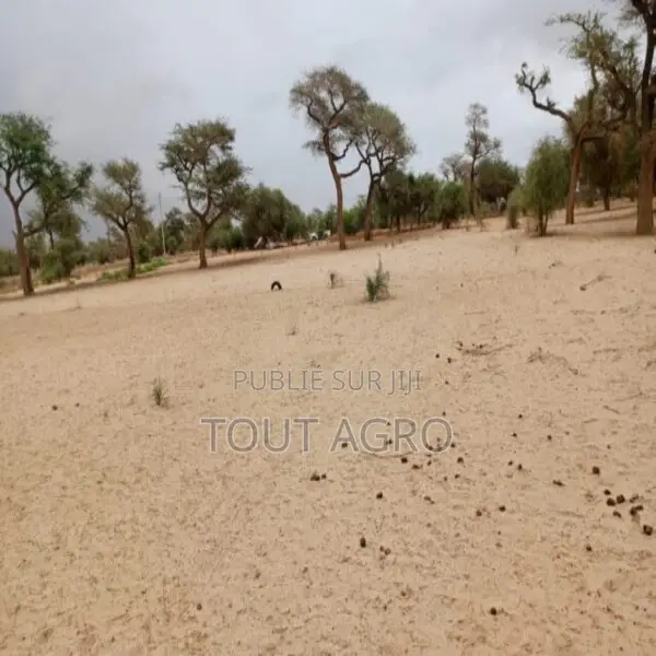 Terrain De 1,15 Hectare Vers Touba Toul