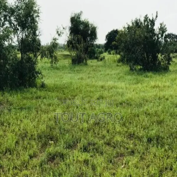 Terrain De 1,17 Hectare Vers Tataguine