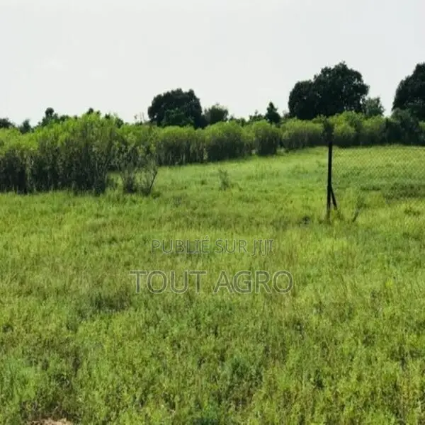 Terrain De 1,17 Hectare Vers Tataguine