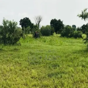 Terrain De 1,17 Hectare Vers Tataguine