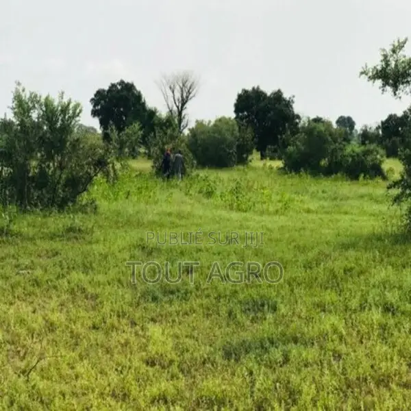 Terrain De 1,17 Hectare Vers Tataguine