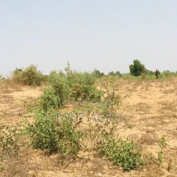 Terrain De 1,21 Hectare Vers Cherif Lô