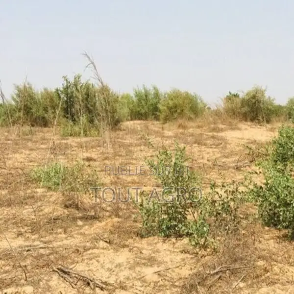 Terrain De 1,21 Hectare Vers Cherif Lô