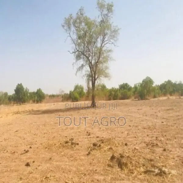 Terrain De 1,23 Hectare Vers Koungheul