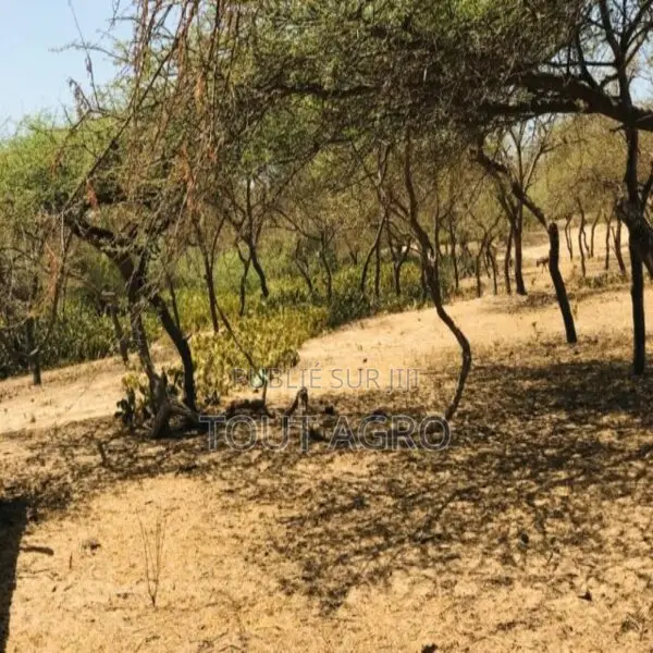 Terrain De 1,28 Hectare Vers Gandiol