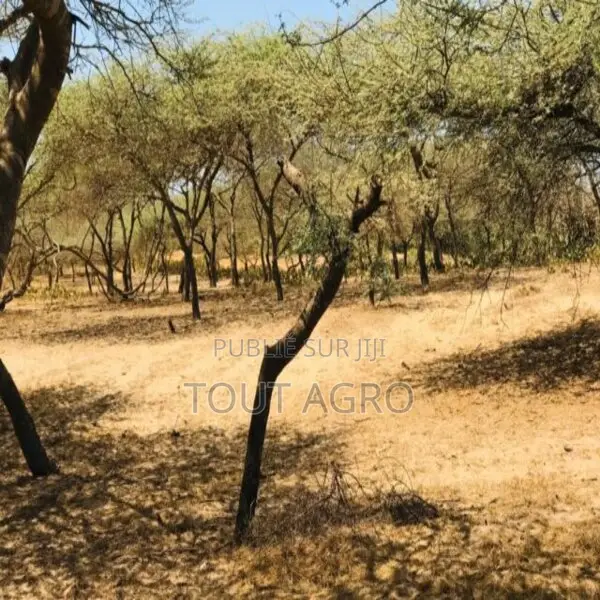 Terrain De 1,28 Hectare Vers Gandiol