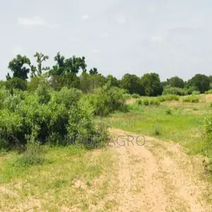 Terrain De 1,28 Hectare Vers Notto Diobass