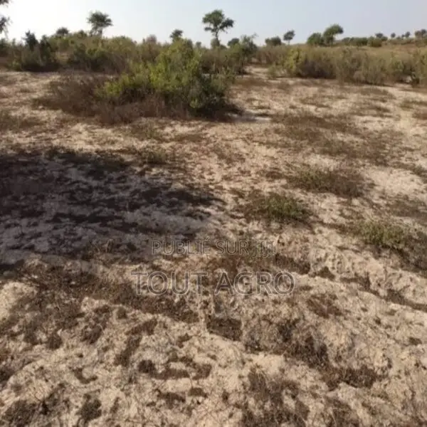 Terrain De 1,32 Hectare Vers Taïba Ndiaye