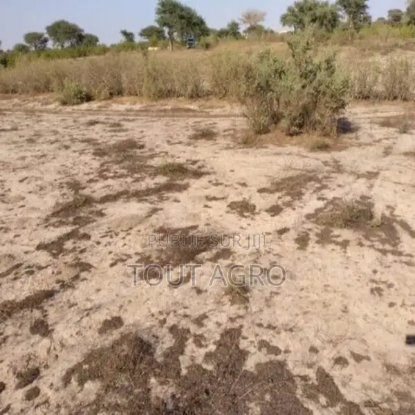Terrain De 1,32 Hectare Vers Taïba Ndiaye