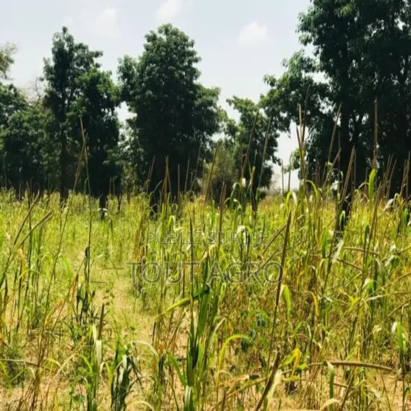 Terrain De 1,34 Hectare Vers Baba Garage