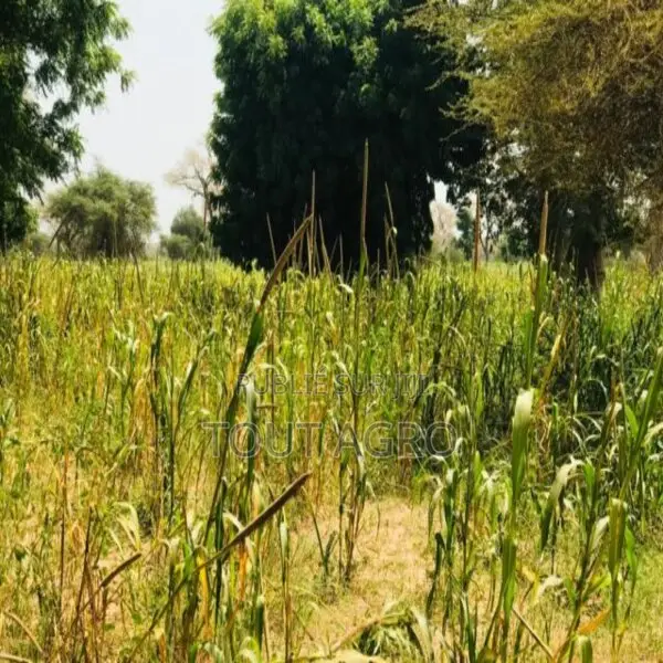 Terrain De 1,34 Hectare Vers Baba Garage