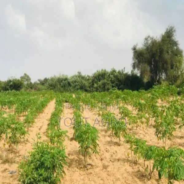 Terrain De 1,35 Hectare Vers Pire