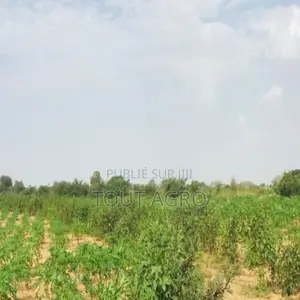 Terrain De 1,35 Hectare Vers Pire