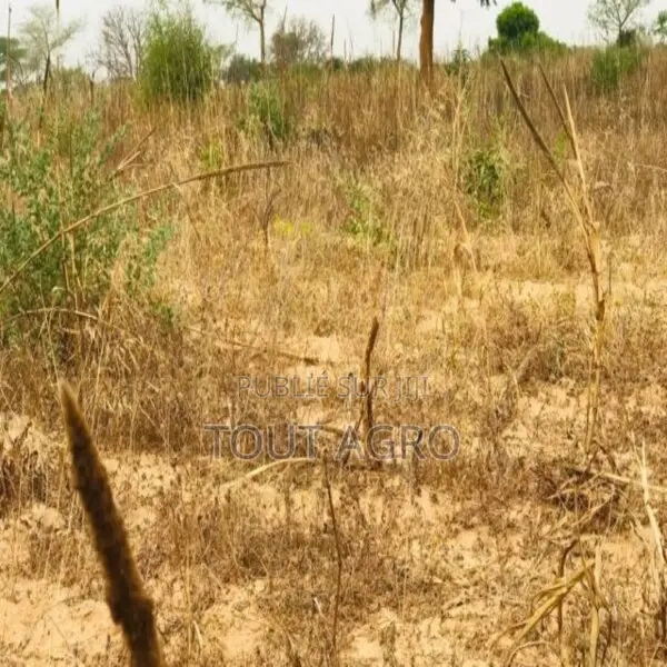 Terrain De 1,38 Hectare Vers Méouane