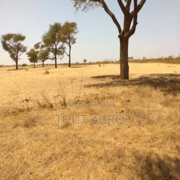 Terrain De 1,44 Hectare À Tassette