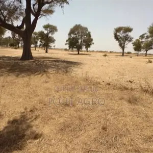 Terrain De 1,44 Hectare À Tassette