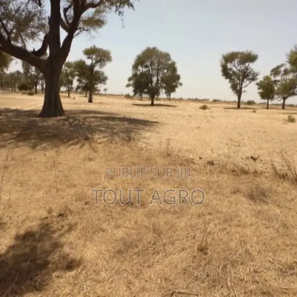 Terrain De 1,44 Hectare À Tassette