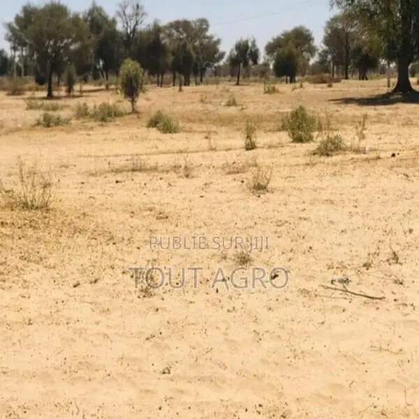 Terrain De 1,5 Hectare Vers Ngoundiane