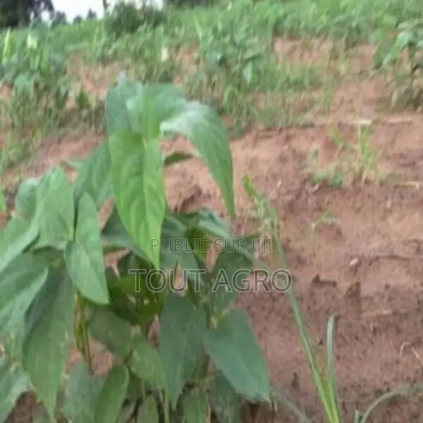 Terrain De 1,5 Hectare Vers Sandiara