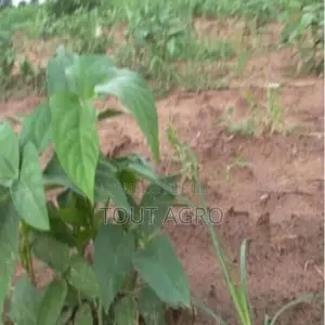 Terrain De 1,5 Hectare Vers Sandiara