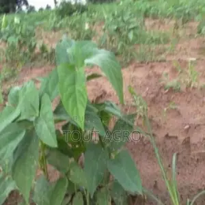 Terrain De 1,5 Hectare Vers Sandiara