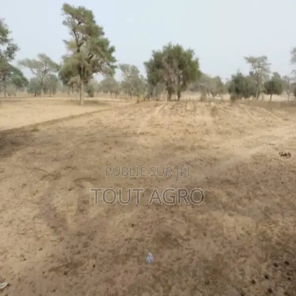 Terrain De 1,56 Hectare Vers Keur Samba Kane