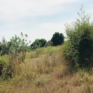 Terrain De 1,58 Hectare Vers Bambilor