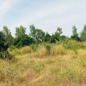 Terrain De 1,58 Hectare Vers Bambilor