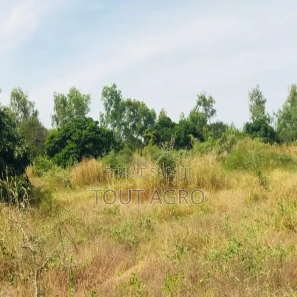 Terrain De 1,58 Hectare Vers Bambilor