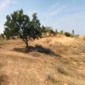 Terrain De 1,59 Hectare À Diokoul Diawrigne