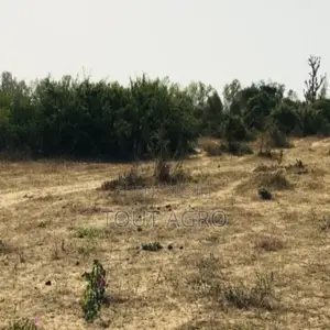 Photo - Terrain De 1,6 Hectare Vers Diender