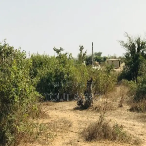 Terrain De 1,6 Hectare Vers Diender