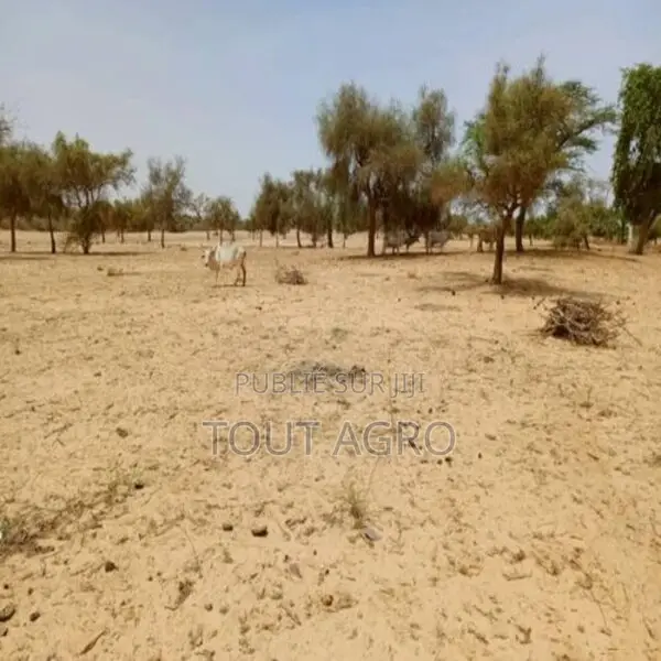 Terrain De 1,65 Hectare Vers Diokoul Diawrigne