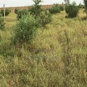 Terrain De 1,67 Hectare Vers Dalla Ngabou