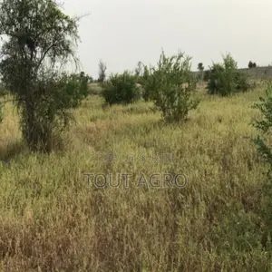 Terrain De 1,67 Hectare Vers Dalla Ngabou