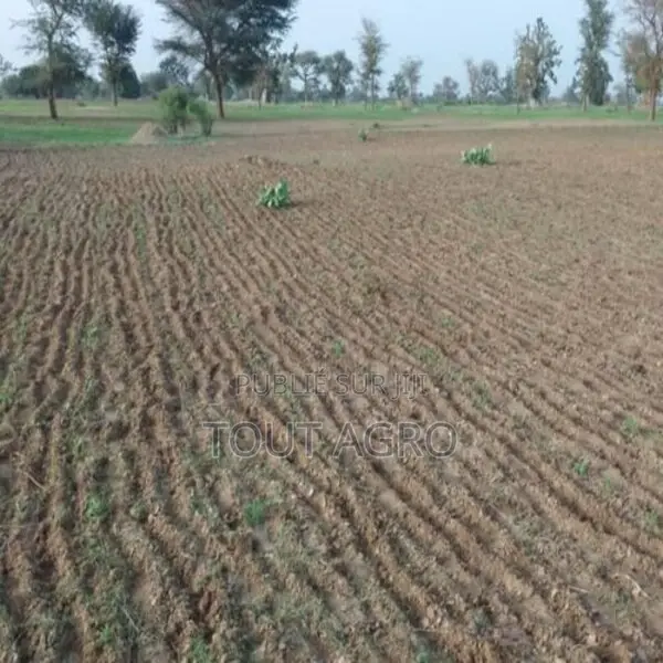 Terrain De 1,71 Hectare Vers Sandiara