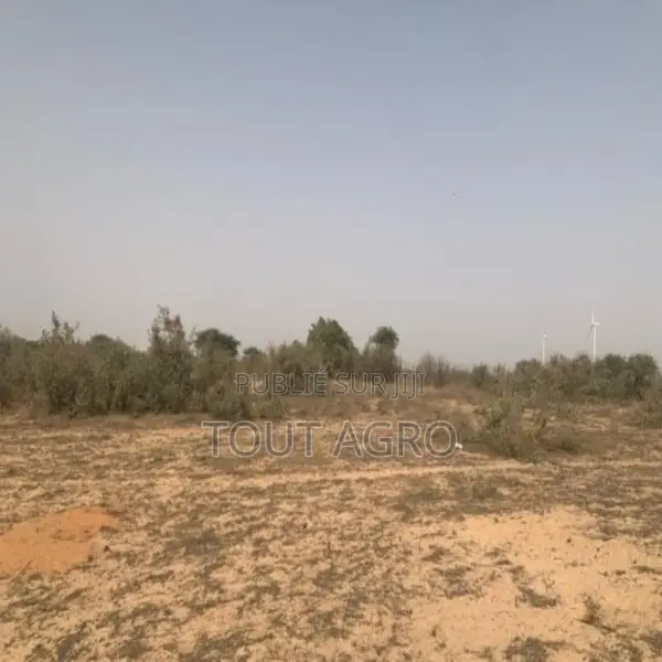 Terrain De 1,72 Hectare Vers Taiba Ndiaye