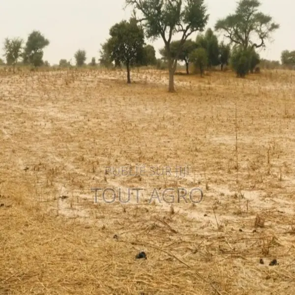 Terrain De 1,81 Hectare Vers Keur Samba Kane