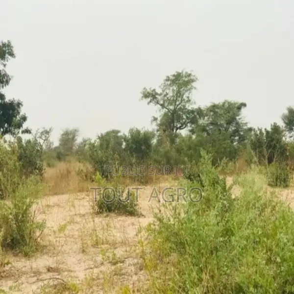 Terrain De 1,87 Hectare Vers Méouane