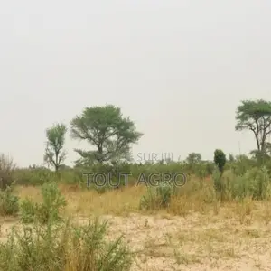 Terrain De 1,87 Hectare Vers Méouane