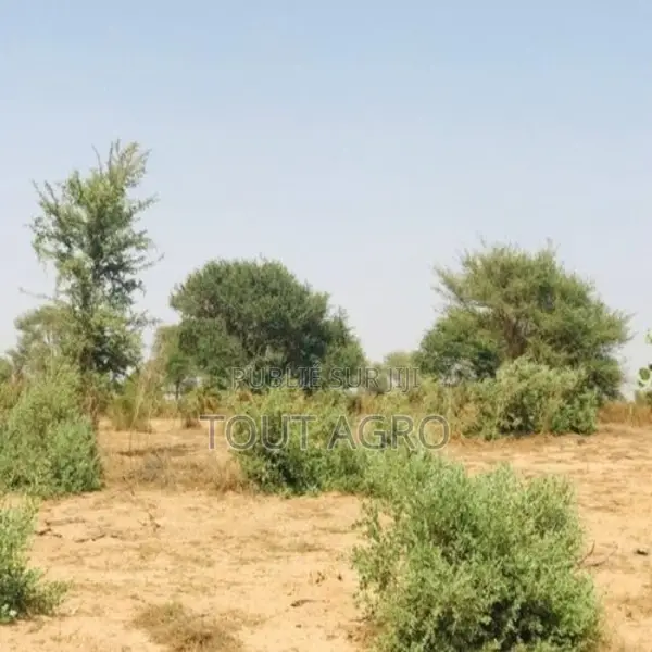 Terrain De 1,90 Hectare Vers Cherif Lô