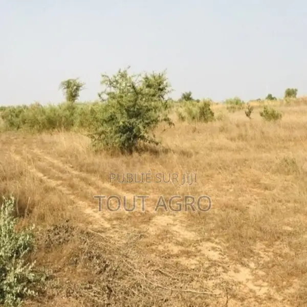 Terrain De 1,99 Hectare Vers Cherif Lô