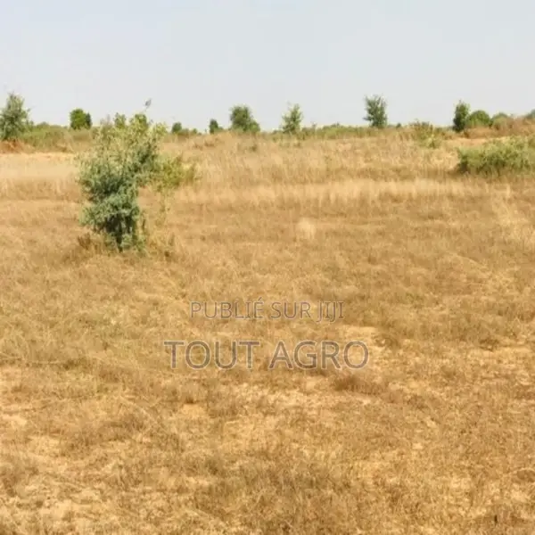 Terrain De 1,99 Hectare Vers Cherif Lô