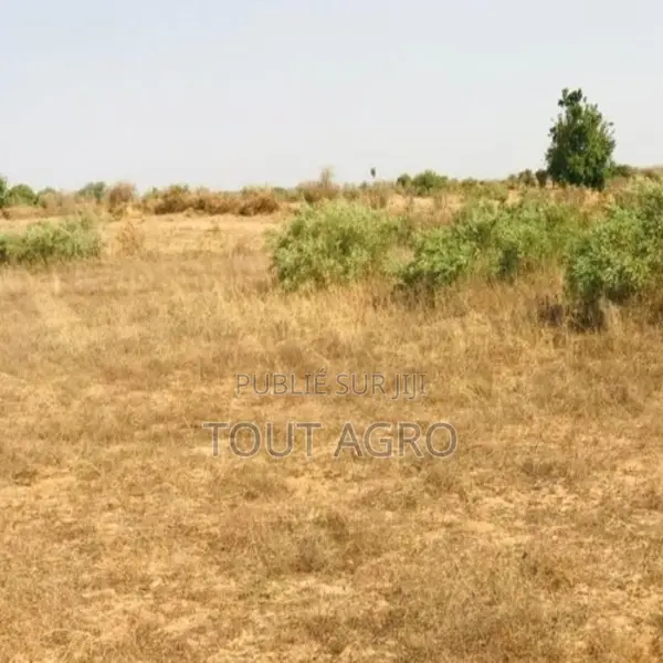 Terrain De 1,99 Hectare Vers Cherif Lô