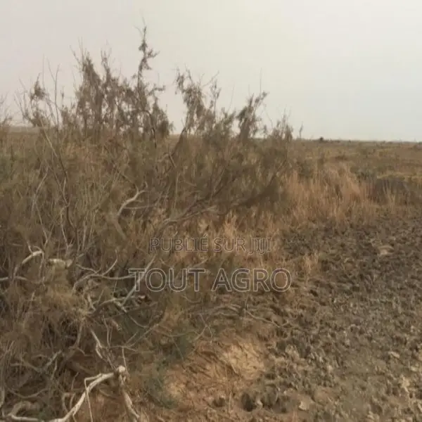Terrain De 10 Hectares Vers Diama