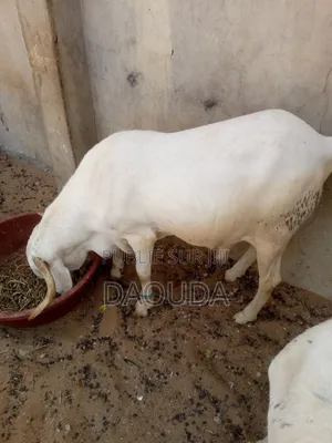 Photo - Mouton À Vendre