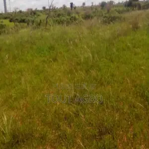 Photo - Terrain De 10 Hectares Vers Taïba Ndiaye