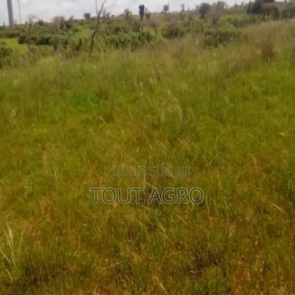 Terrain De 10 Hectares Vers Taïba Ndiaye