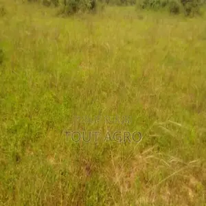 Terrain De 10 Hectares Vers Taïba Ndiaye