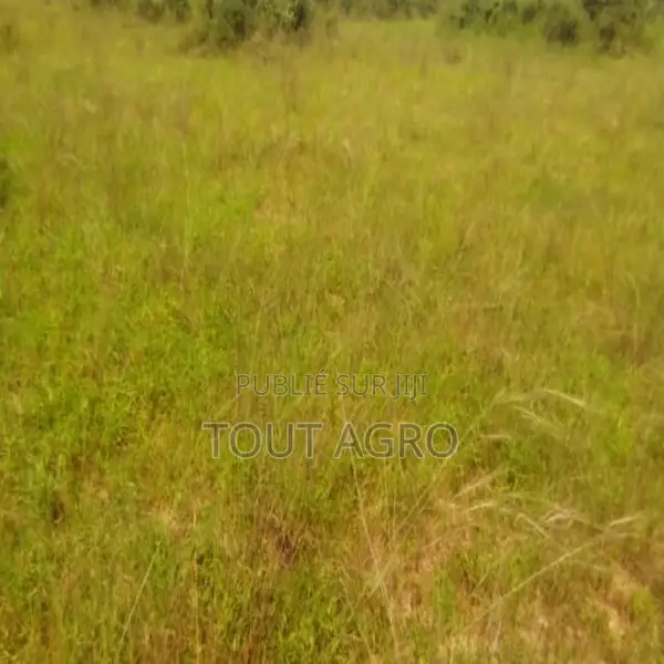 Terrain De 10 Hectares Vers Taïba Ndiaye